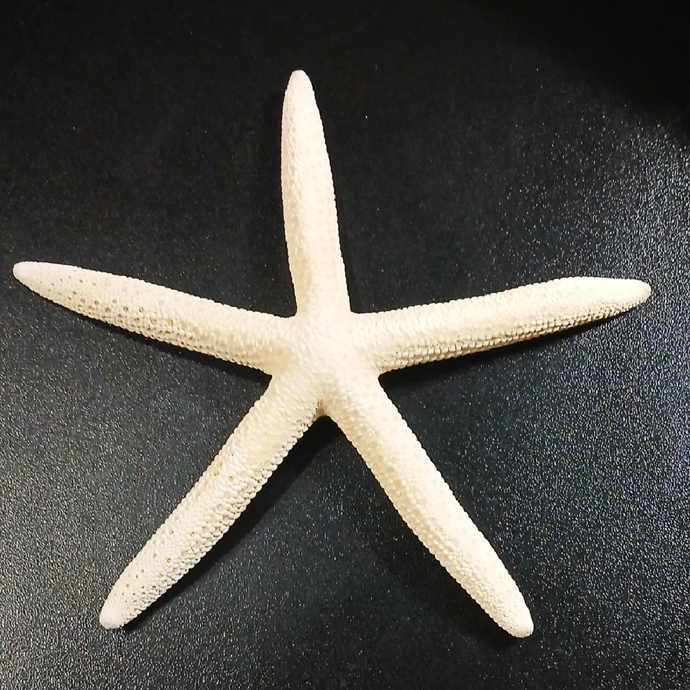 dried white finger starfish -6" - Great For Classroom - Home Decor- Educational